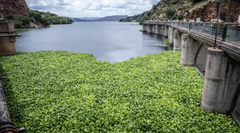Hartbeespoort Dam algae bloom, Harties green water surface, water hyacinth infestation South Africa, cyanobacteria dam pollution, Magaliesberg dam aerial view, Harties environmental crisis, invasive aquatic plants Hartbeespoort, South Africa dam pollution visuals, Harties cleanup operations, Magalies Water project, Gauteng water crisis, dam covered in green algae, Harties tourism impact, polluted dam South Africa, Getaway Magazine