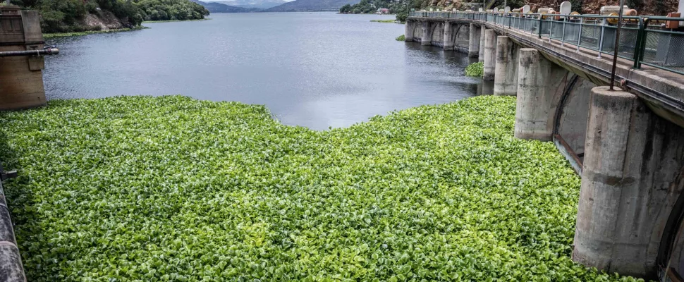 Hartbeespoort Dam algae bloom, Harties green water surface, water hyacinth infestation South Africa, cyanobacteria dam pollution, Magaliesberg dam aerial view, Harties environmental crisis, invasive aquatic plants Hartbeespoort, South Africa dam pollution visuals, Harties cleanup operations, Magalies Water project, Gauteng water crisis, dam covered in green algae, Harties tourism impact, polluted dam South Africa, Getaway Magazine