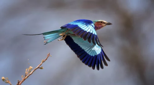 African birdwatching tourism, sustainable travel Africa, birdwatching Kenya lakes, Ethiopia birding routes, South Africa bird reserves, eco tourism birdwatching, African wetlands birds, community tourism Africa, birdwatching safari Africa, conservation travel Africa, Getaway Magazine