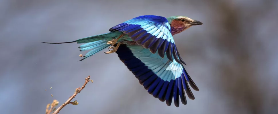 African birdwatching tourism, sustainable travel Africa, birdwatching Kenya lakes, Ethiopia birding routes, South Africa bird reserves, eco tourism birdwatching, African wetlands birds, community tourism Africa, birdwatching safari Africa, conservation travel Africa, Getaway Magazine