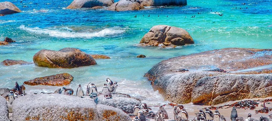 Boulders Beach Cape Town, African penguins Simon’s Town, Cape of Good Hope Beach, Western Cape coastline, Cape Peninsula travel, South Africa beach ranking, world’s most popular beaches, scenic beaches Cape Town, penguin beach South Africa, rugged coast Western Cape, Table Mountain National Park, Getaway Magazine