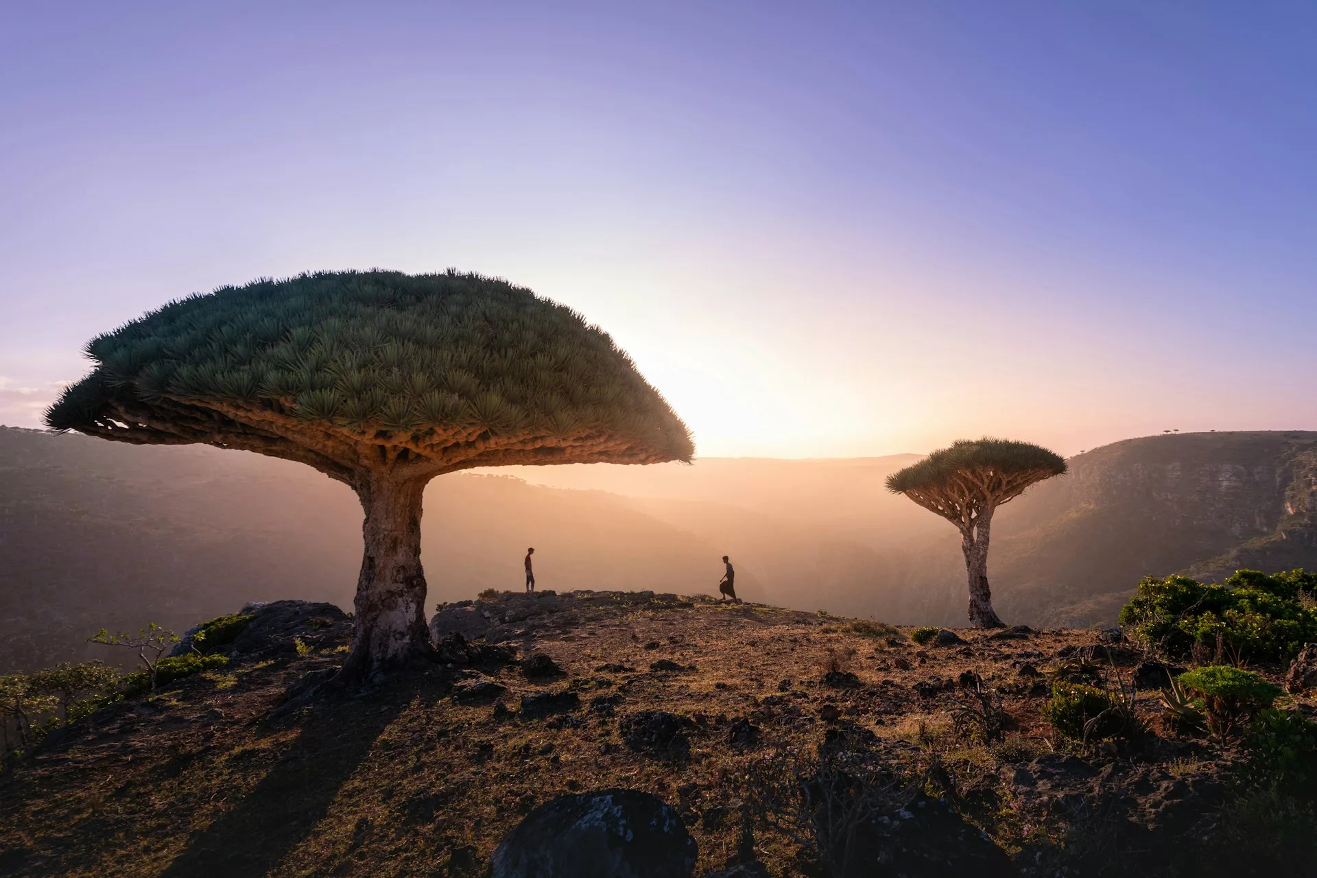 Inside Socotra: The Indian Ocean's strangest island