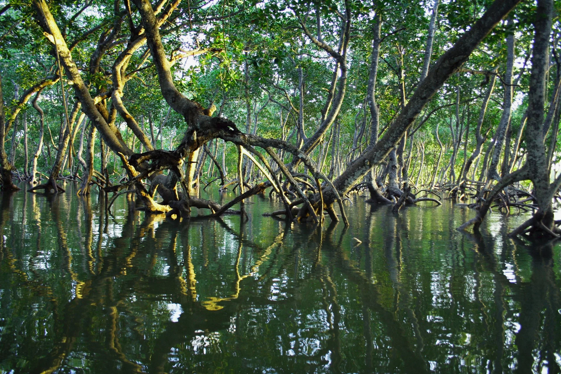 Inspiring Progress in Global Conservation Efforts