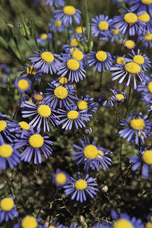 South Africa's wildflower season: The ultimate Spring road trip