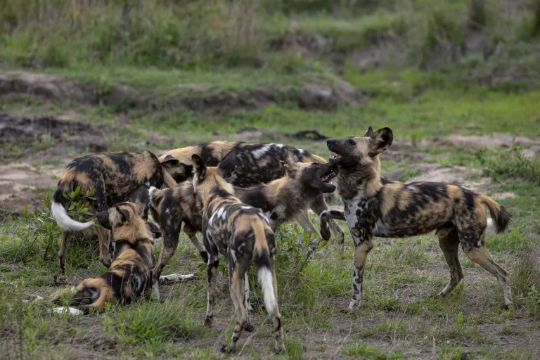 After dark: Why night game drives deserve a place on every safari itinerary