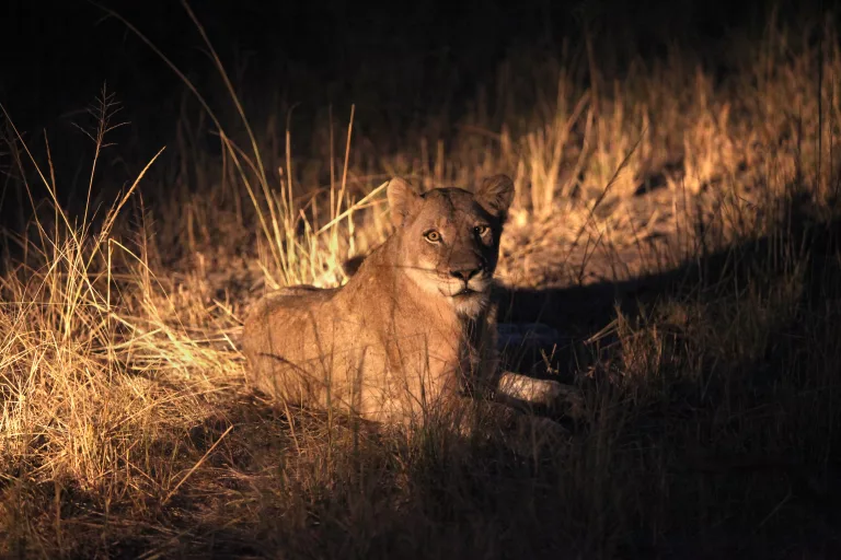 Night game drives South Africa