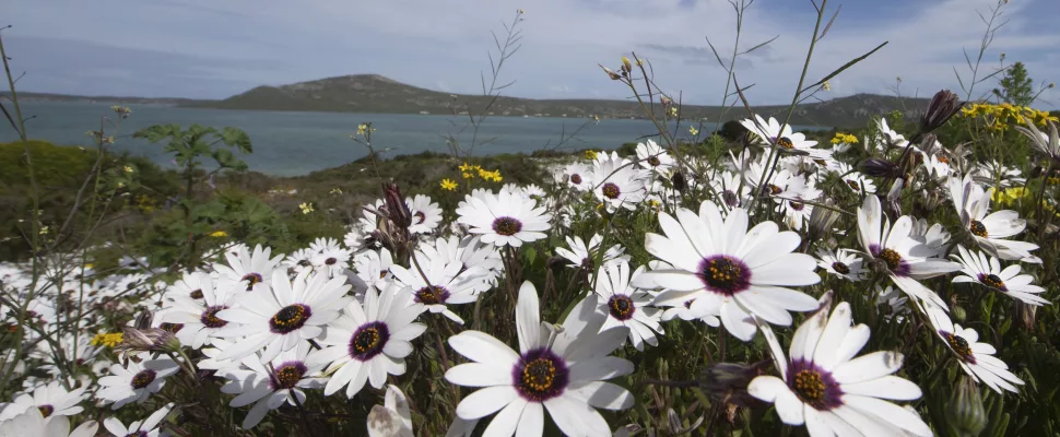 South Africa's wildflower season: The ultimate Spring road trip