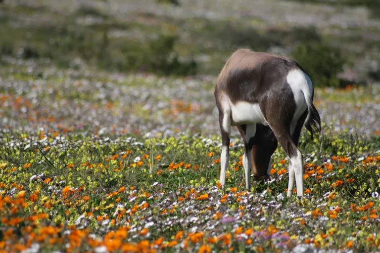 South Africa's wildflower season: The ultimate Spring road trip