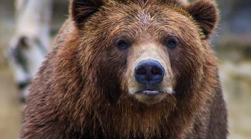 bears