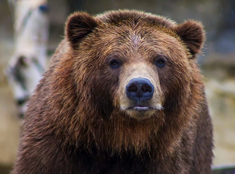 bears