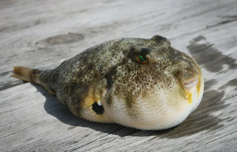 sea