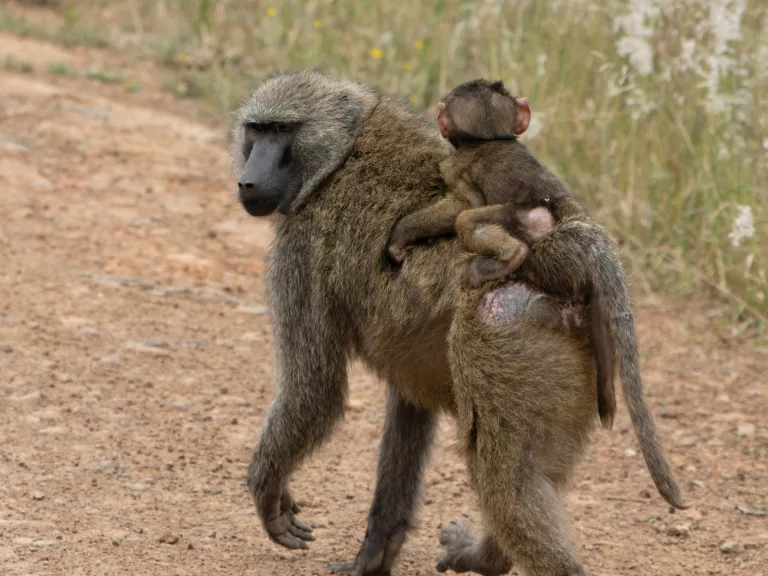 baboon