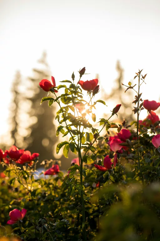 rose