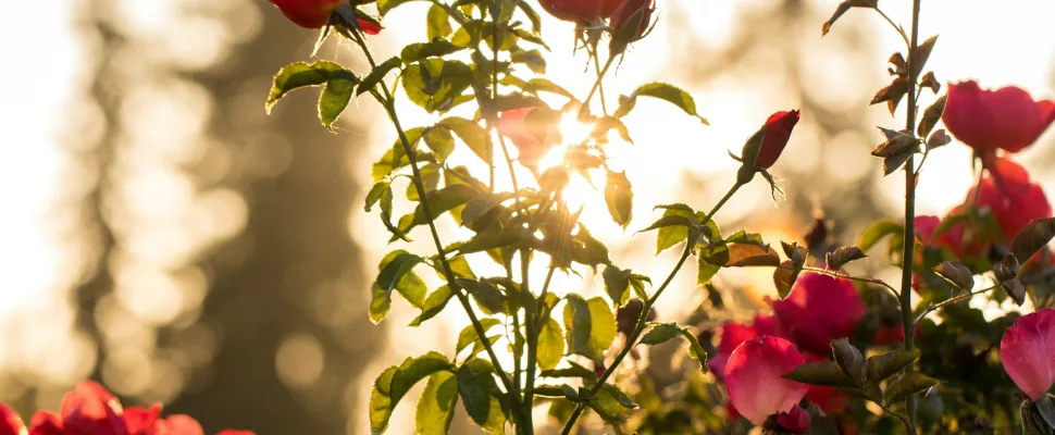 rose