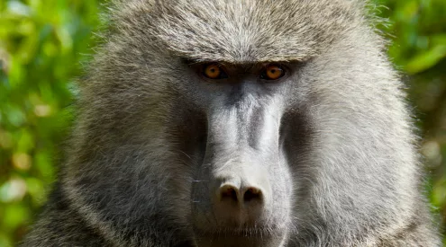 baboon