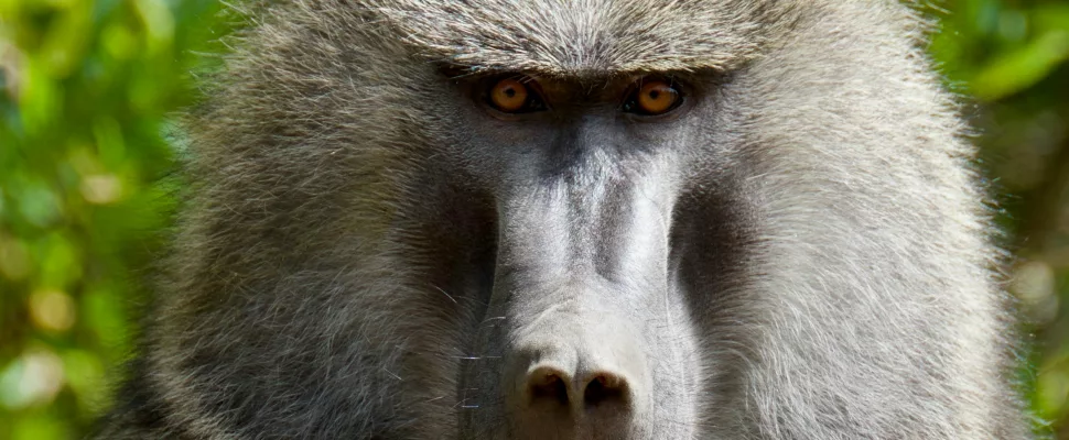 baboon