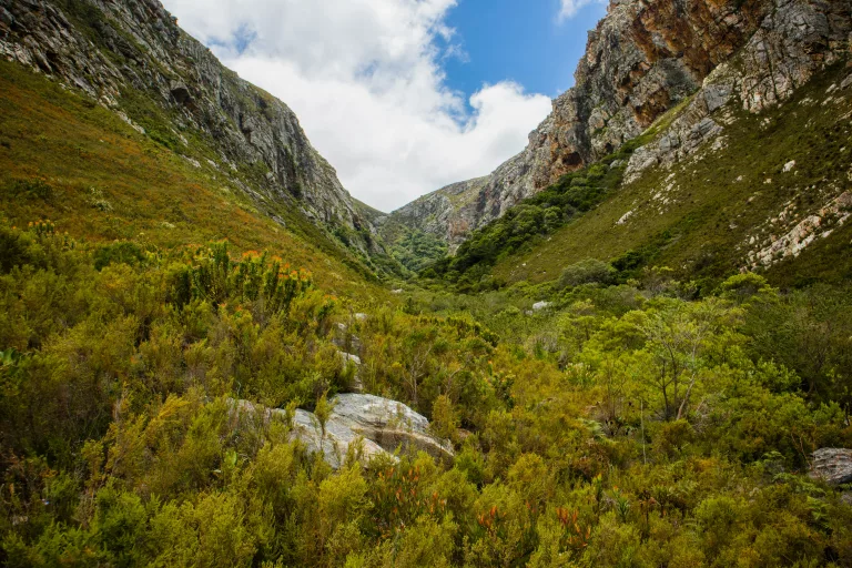 South African forests worth visiting this winter
