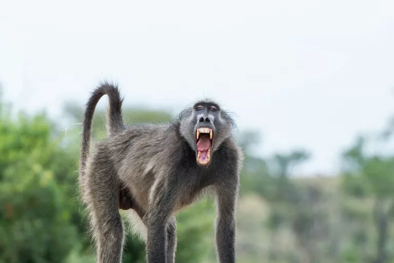 baboon