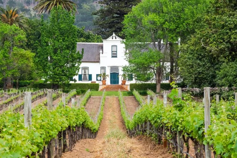 Constantia Wine Route: Explore Cape Town's Oldest Wine Valley