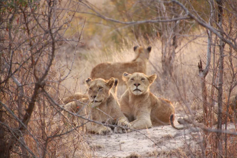 South Africa's best safari lodge crowned Africa's top luxury safari lodge