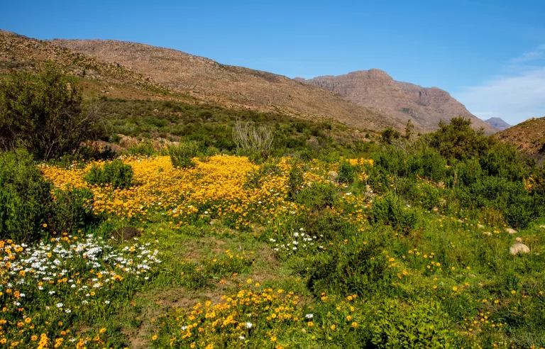 South Africa wildflower season