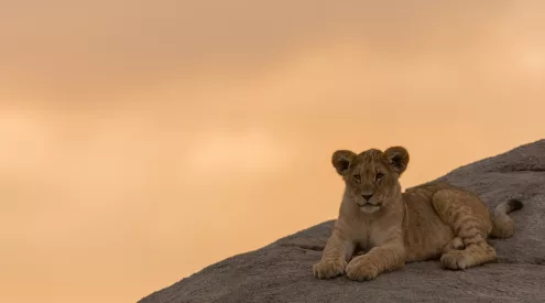 Lion
