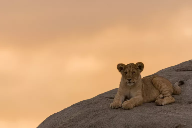 Lion
