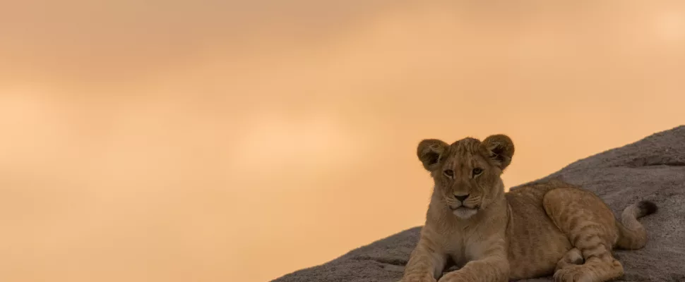 Lion
