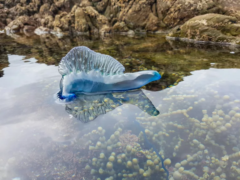 sea