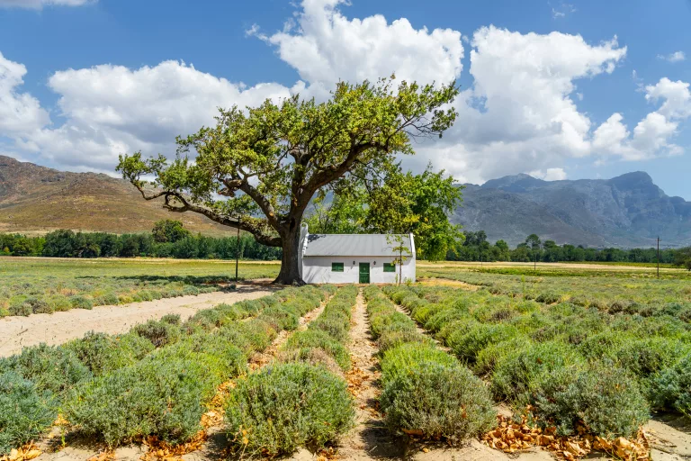 48 Hours in Franschhoek: The Ultimate Weekend Guide 