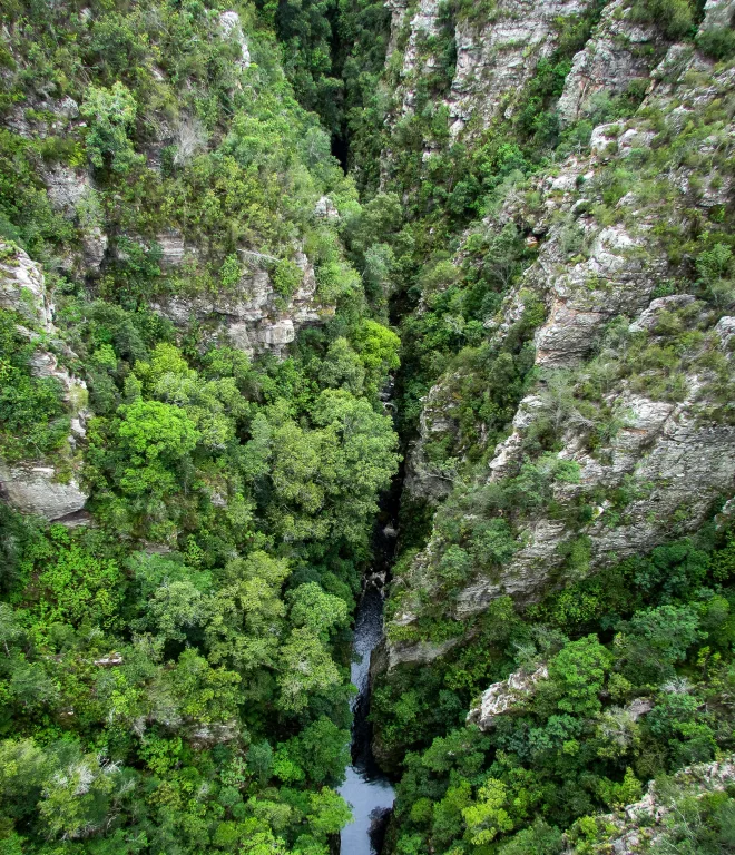 South African forests worth visiting this winter