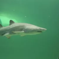Blue returns to the ocean after eight years in human care