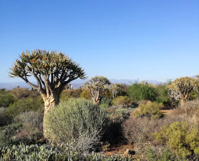 spring flowers in South Africa
