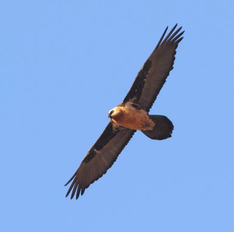 where to see vultures in South Africa
