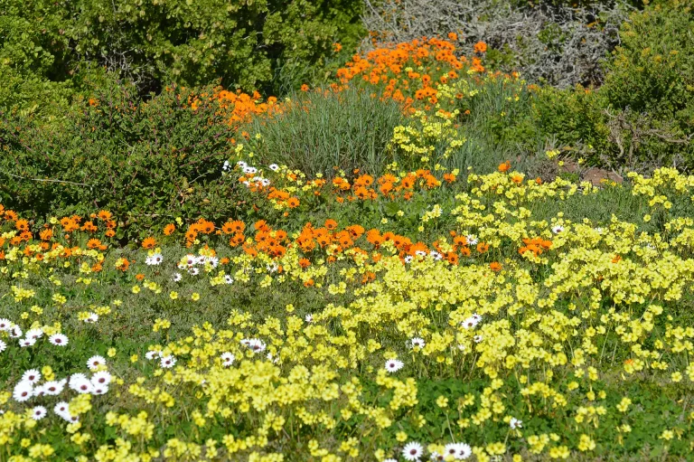 spring flowers in South Africa
