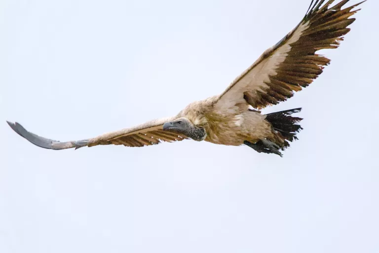 where to see vultures in South Africa