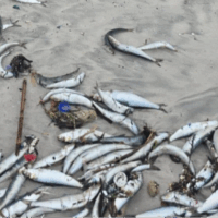 Pilchard herpesvirus detected in sardines along South Africa’s West Coast