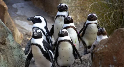 african penguin