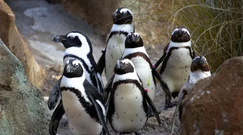 african penguin