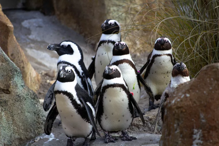 african penguin