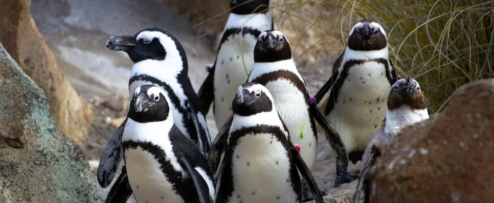 african penguin