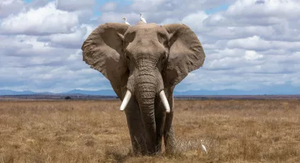 elephants