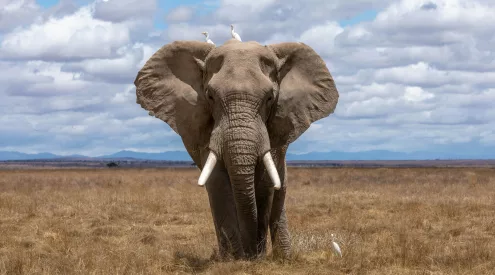 elephants
