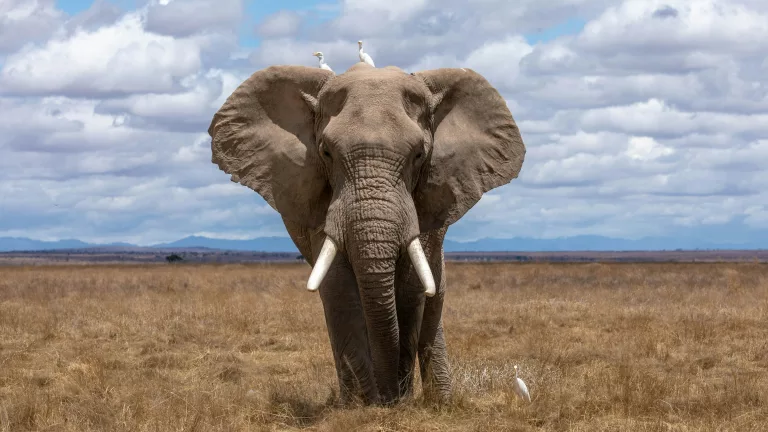 elephants