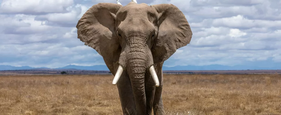 elephants