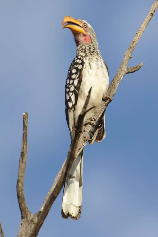 Best Birdwatching Destinations in South Africa