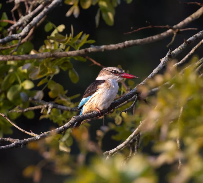 Best Birdwatching Destinations in South Africa