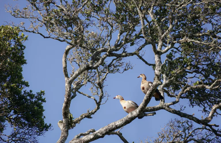 Best Birdwatching Destinations in South Africa