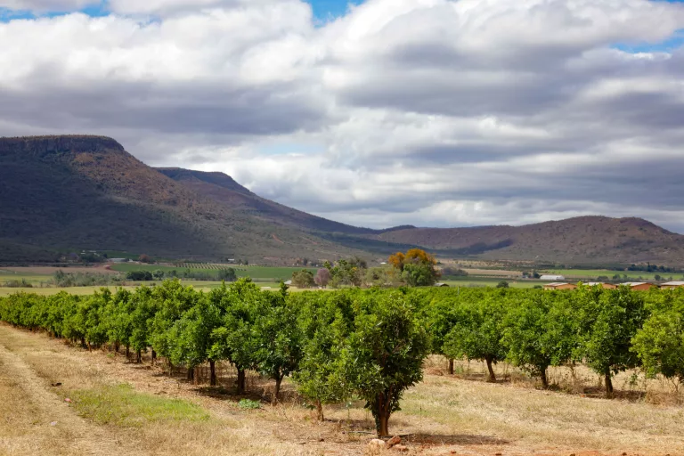 South Africa spring produce
