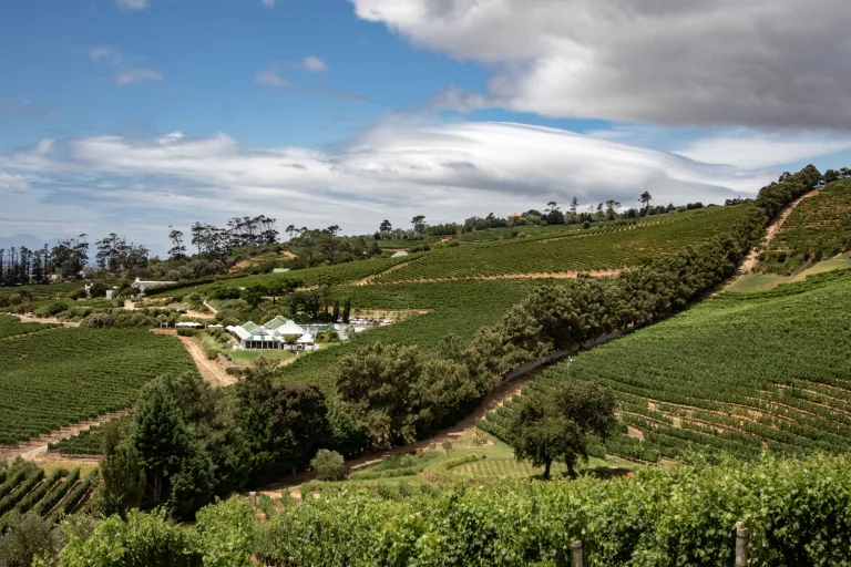 wine tours in South Africa